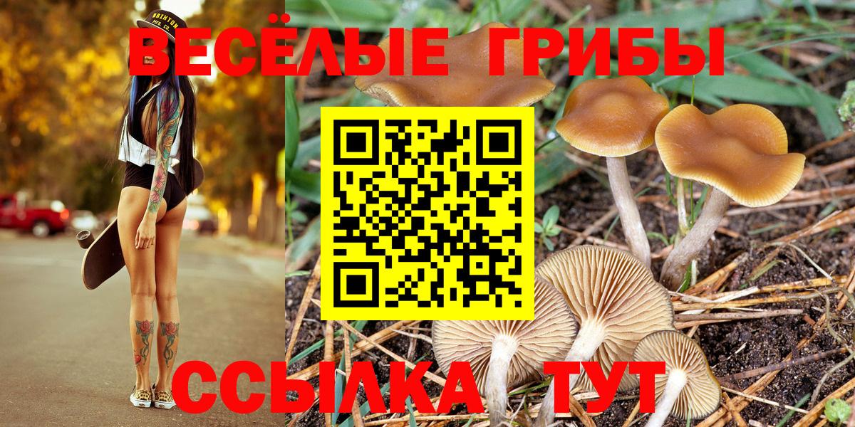 Псилоцибиновые грибы Psilocybine cubensis  Вход с VPN  Гусев 